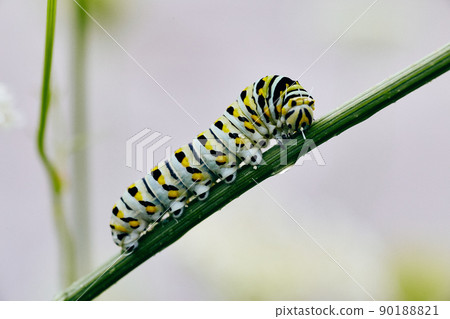 White caterpillar with yellow and black spots on green stem White caterpillar with yellow and black spots on green stem 90188821