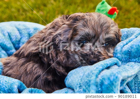 Adorable sleeping black goldendoodle puppy in blue blanket 90189011