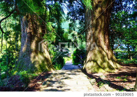 [和歌山縣]熊野古道大門坂情侶杉 90189065