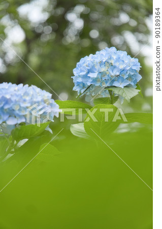 Blue hydrangea Blue hydrangea 90189364