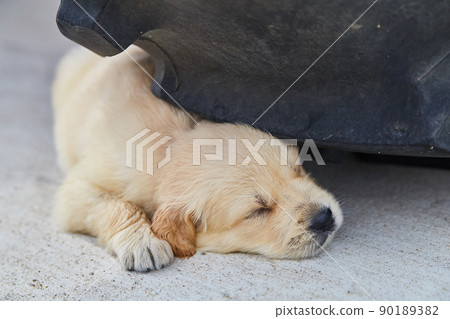 Cute golden retriever puppy sleeping under car tire on cement Cute golden retriever puppy sleeping under car tire on cement 90189382