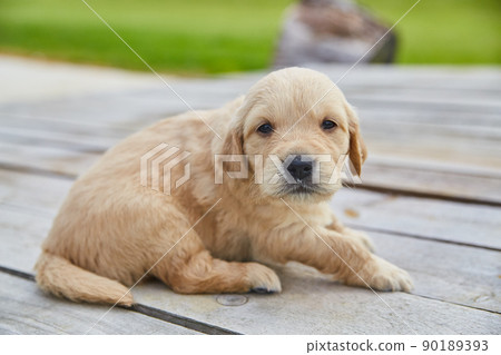 Cute golden retriever looking at camera on wood deck 90189393