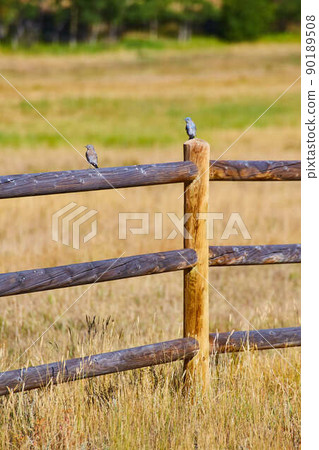 Vertical desert wood fence with two blue birds 90189508