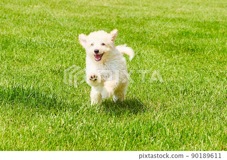 Golden Retriever leaping across field of grass Golden Retriever leaping across field of grass 90189611