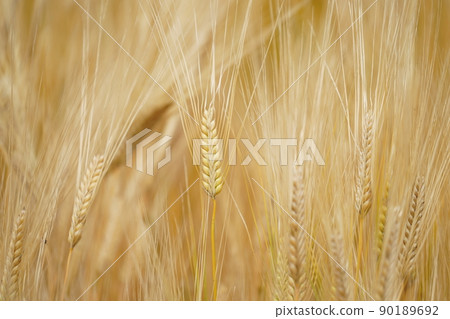 Barley before harvest Barley before harvest 90189692