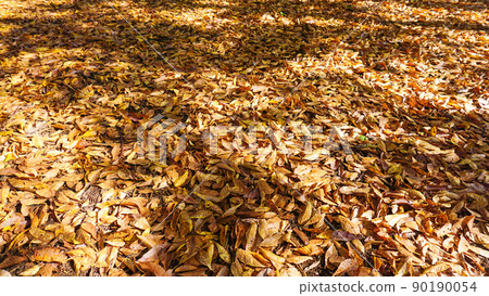 Fallen leaves in the park Fallen leaves in the park 90190054
