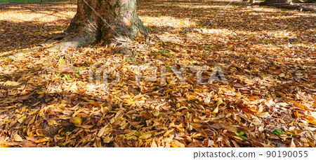 Fallen leaves in the park Fallen leaves in the park 90190055