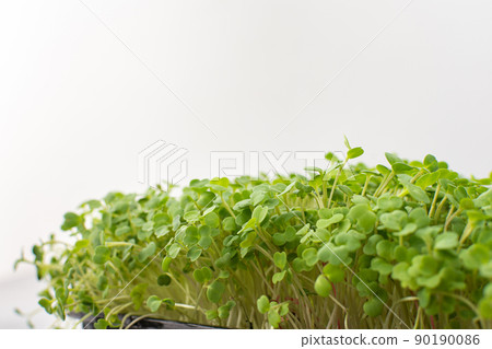 Useful microgreen of arugula 90190086