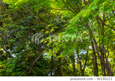 藍楓 藍楓 90190221