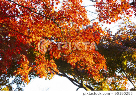 Inokashira Park Inokashira Pond Autumn Leaves 90190295