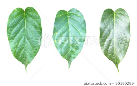 Isolated gurmar leaf or gymnema inodorum dencne leaf with clipping paths. 90190299