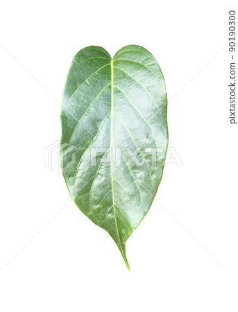 Isolated gurmar leaf or gymnema inodorum dencne leaf with clipping paths. Isolated gurmar leaf or gymnema inodorum dencne leaf with clipping paths. 90190300