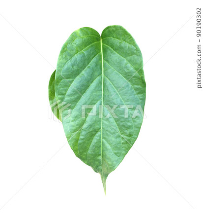 Isolated gurmar leaf or gymnema inodorum dencne leaf with clipping paths. 90190302