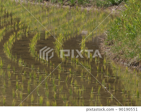 Rice planting planted in parallel like a pattern Rice planting planted in parallel like a pattern 90190551