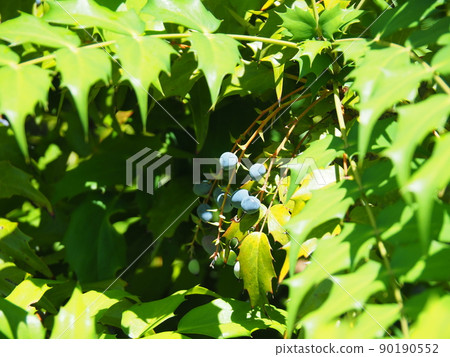 Mahonia japonica with dark blue fruits Mahonia japonica with dark blue fruits 90190552