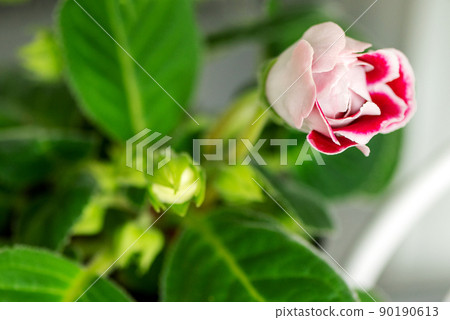 Potted gloxinia houseplant with green leaves and pink flower close up 90190613