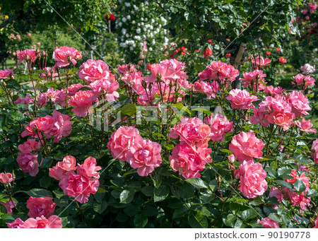 Rose garden Rose garden 90190778