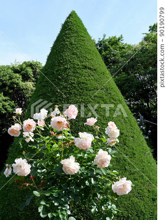 Rose garden Rose garden 90190799