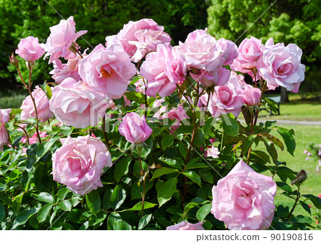 Rose garden 90190816