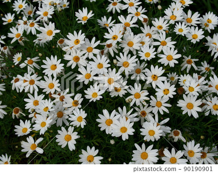 從上面看到的白花瑪格麗特 從上面看到的白花瑪格麗特 90190901