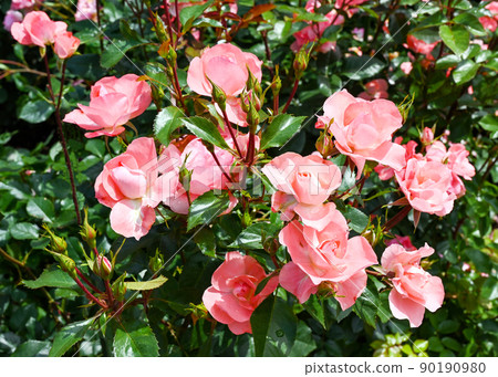 Rose garden Rose garden 90190980