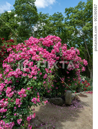 Rose garden Rose garden 90190987