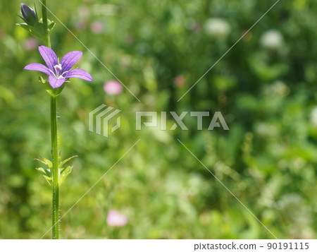 May Flower_Triodanis biflora May Flower_Triodanis biflora 90191115