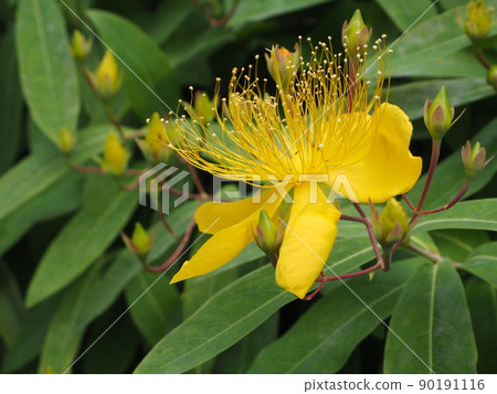 五月花_hypericum monogynum_up 90191116