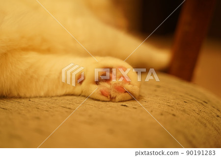 貓爪 貓爪 90191283