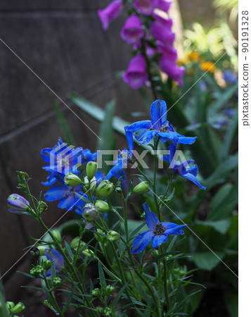 開花在花壇的藍色飛燕草 開花在花壇的藍色飛燕草 90191328