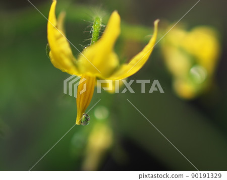 帶水滴的黃色番茄花 帶水滴的黃色番茄花 90191329