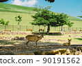 A deer resting under a tree at the foot of Mt. Wakakusa, Nara 90191562