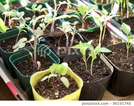 菜園番茄苗 90191748