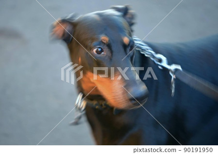 Doberman's surprised face Doberman's surprised face 90191950