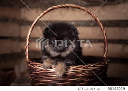 Cute little puppy of pomeranian spitz dog sitting in basket Cute little puppy of pomeranian spitz dog sitting in basket 90192029