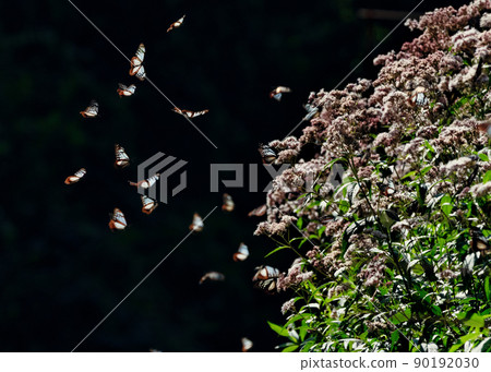 Traveling butterfly, Chestnut tiger (Miyoshi City, Hiroshima Prefecture) Traveling butterfly, Chestnut tiger (Miyoshi City, Hiroshima Prefecture) 90192030