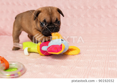 little puppy of french bulldog playing with a toy 90192032