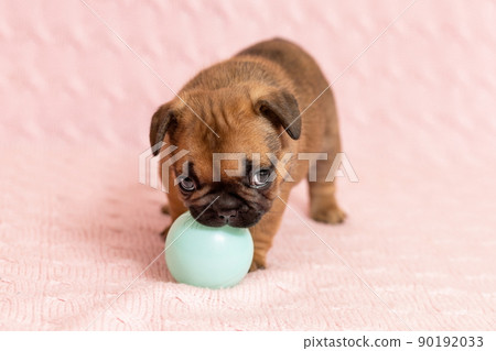 Cute little puppy of french bulldog playing with a ball at pink background Cute little puppy of french bulldog playing with a ball at pink background 90192033