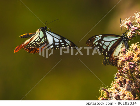 Traveling butterfly, Chestnut tiger (Miyoshi City, Hiroshima Prefecture) Traveling butterfly, Chestnut tiger (Miyoshi City, Hiroshima Prefecture) 90192034