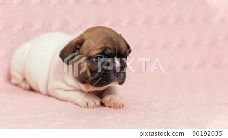 Shy sad puppy of french bulldog dog lying down on pink knitted blanket Shy sad puppy of french bulldog dog lying down on pink knitted blanket 90192035