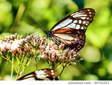 Traveling butterfly, Chestnut tiger (Miyoshi City, Hiroshima Prefecture) 90192041