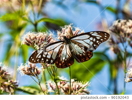 Traveling butterfly, Chestnut tiger (Miyoshi City, Hiroshima Prefecture) 90192043