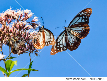 Traveling butterfly, Chestnut tiger (Miyoshi City, Hiroshima Prefecture) Traveling butterfly, Chestnut tiger (Miyoshi City, Hiroshima Prefecture) 90192048