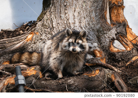 raccoon  90192080