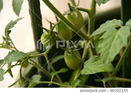 藍番茄收穫還早 藍番茄收穫還早 90192135