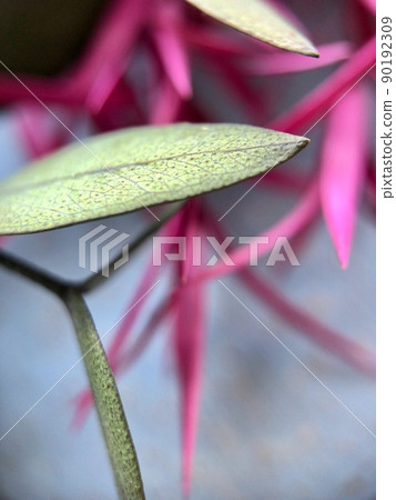 Dried flower macro Dried flower macro 90192309