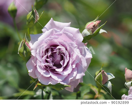 Rose "Sou" Rose "Sou" 90192899