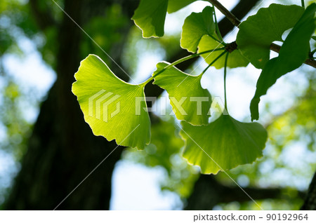 The fresh green season of early summer The fresh green season of early summer 90192964
