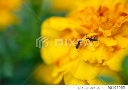 Kimono ants for beautiful flowers in the flower field Kimono ants for beautiful flowers in the flower field 90192965