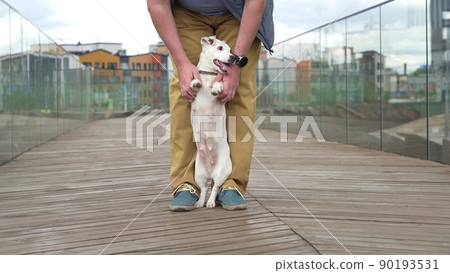 The white dog calls the owner to play The white dog calls the owner to play 90193531